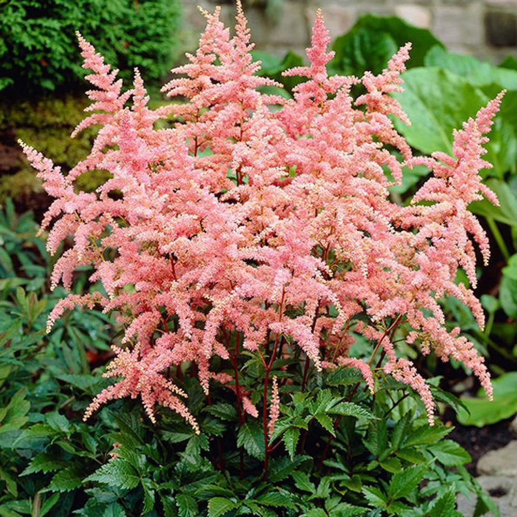 Astilbe Prachtspiere Bressingham Beauty 1 st.