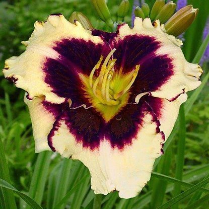 Taglilie Hemerocallis Sabine Baur 1 st.