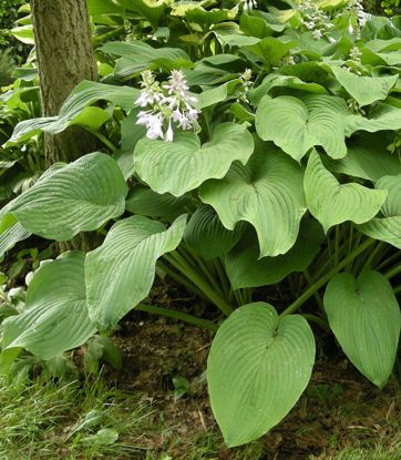 Riesen hosta hosta Kingsize 1 st.