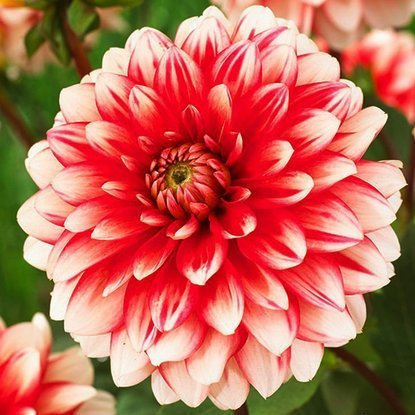 Dahlie Dekorativ Larry's Love 1 st.