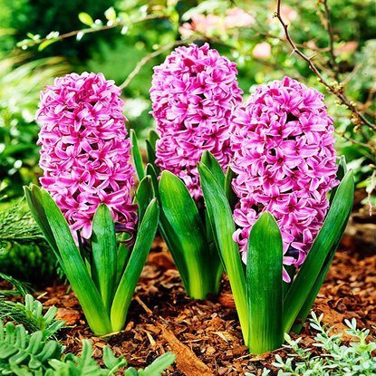 Präparierte Hyacinthus miss saigon 3 st.