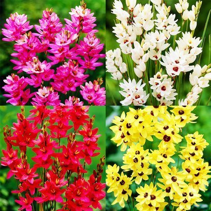 Ixia mehrfarbiges Set bestehend aus 4 Teilen