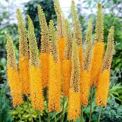 Steppenkerze Eremurus Pinokkio 1 st.