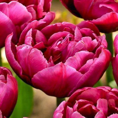 frühblühende gefüllte Tulpe Margarita 5 st.