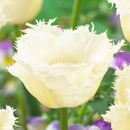 Crispa Tulpe Honeymoon 5 st.