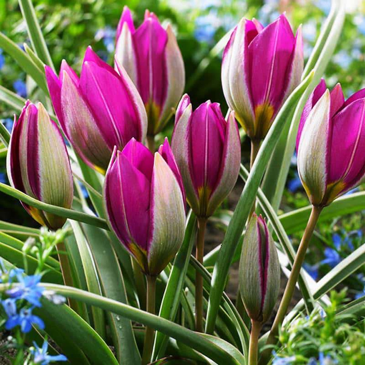 Wild Tulpe Humilis "Persian Pearl" 5 st.