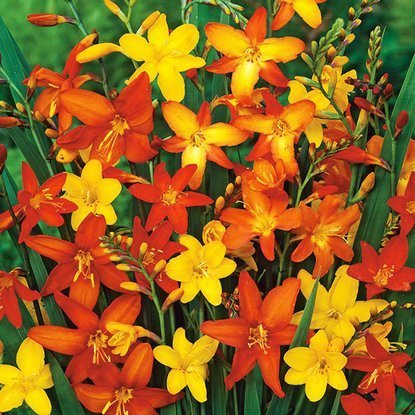 Crocosmia Montbretien Mix 10 st.