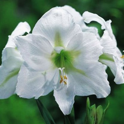 Rittersterne Hippeastrum Mont Blanc 1 st.