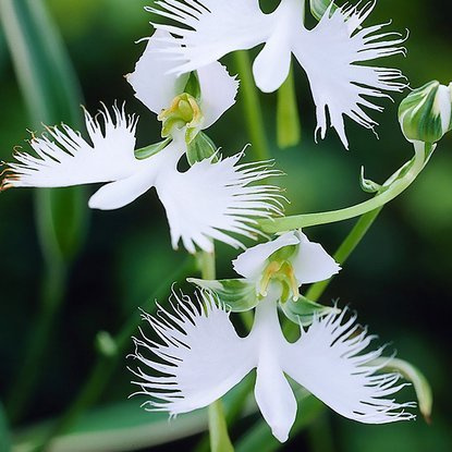 Habenaria Vogelblumme Radiata 1 st.