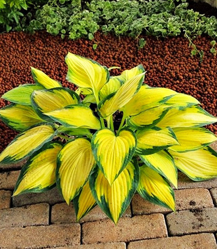 Funkie hosta Orange Marmalade 1 st.