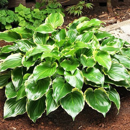 Funkie hosta Sugar and Spice 1 st.