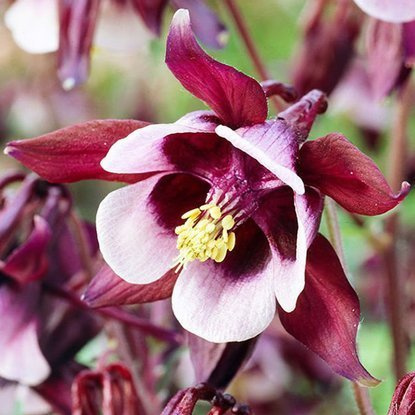 Akeleien Aquilegia William Guiness 1 st.