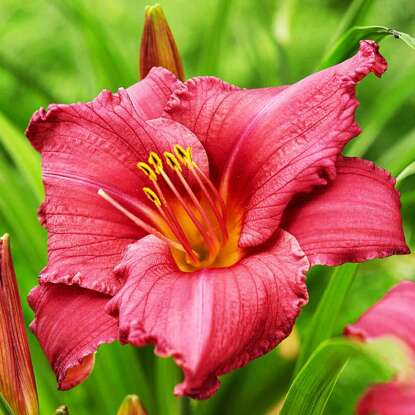 Taglilie Hemerocallis Summerwine 1 st.