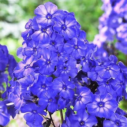 Phlox  Flammenblumen Blue Boy 1 st.