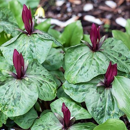 Trillium Waldlilien Erectum 1 st.