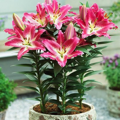 orientalische Zwerglilie Entertainer 1 st.