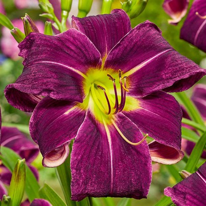 Taglilie Hemerocallis Paint is Black 1 st.