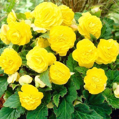 Mehrblütig Begonie Gelb 1 st.