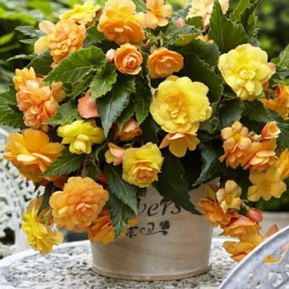 Hängen Begonie Cascade Sunray 1 st.