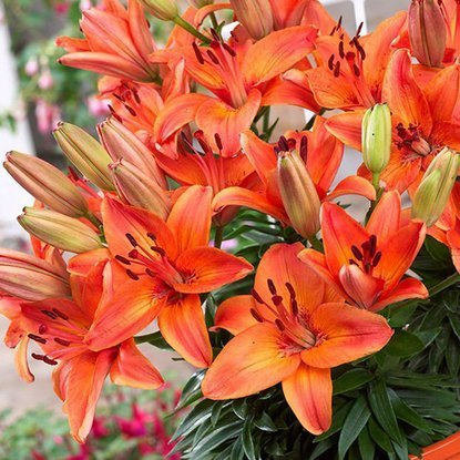 asiatische  Zwerglilie Abbeville's Pride 1 st.