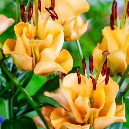 asiatische spezielle Lilie Apricot Fudge 1 st.