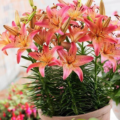 asiatische  Zwerglilie Pink Pixie 1 st.