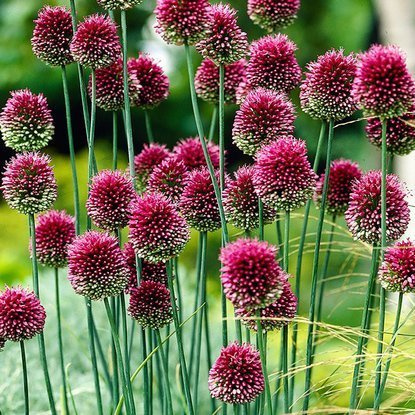 Allium Kugellauch Sphaerocephalon 10 st.