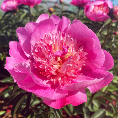 Pfingstrose Päonie Sebastiaan Maas 1 st.