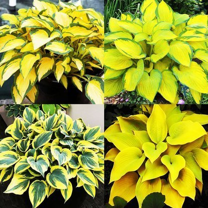  1er-Set Funkia (Hosta) Bestseller 4-tlg