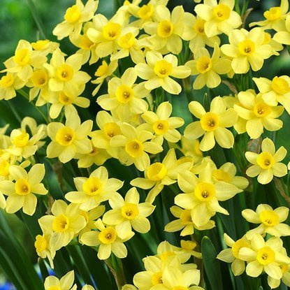 Tazetten Narcissus Pacific Coast 5 st.