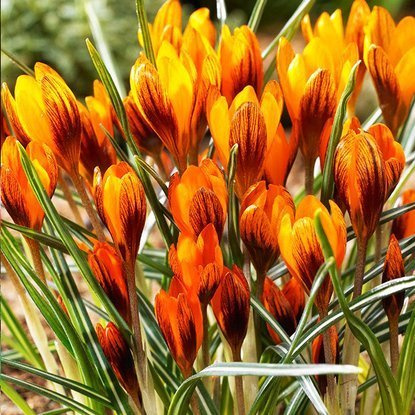 Krokusse Crocus Orange Monarch 10 st.