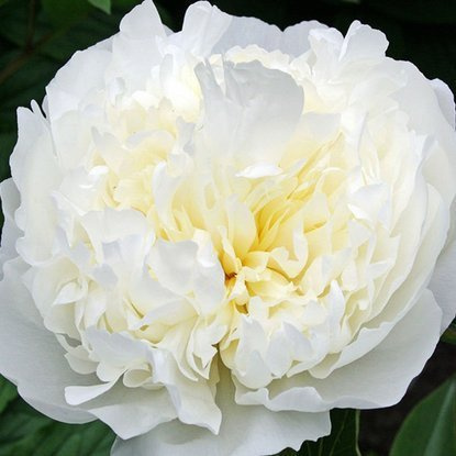 Pfingstrose Päonie Duchesse De Nemours 1 st.