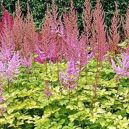Astilbe Prachtspiere Color Flash Lime 1 st.