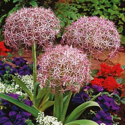 Allium Sternkugellauch Christophii 5 st.
