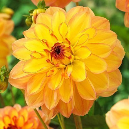 Dahlie Dekorativ Happy go Lucky 1 st.