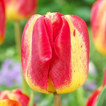 Triumph Tulpe Colour Mistic 5 st.