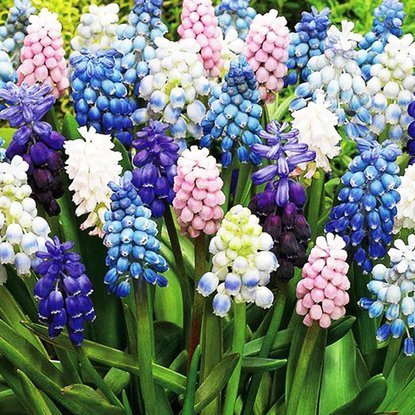 Mischung WOW MIX Muscari alle Sorten 100 st.