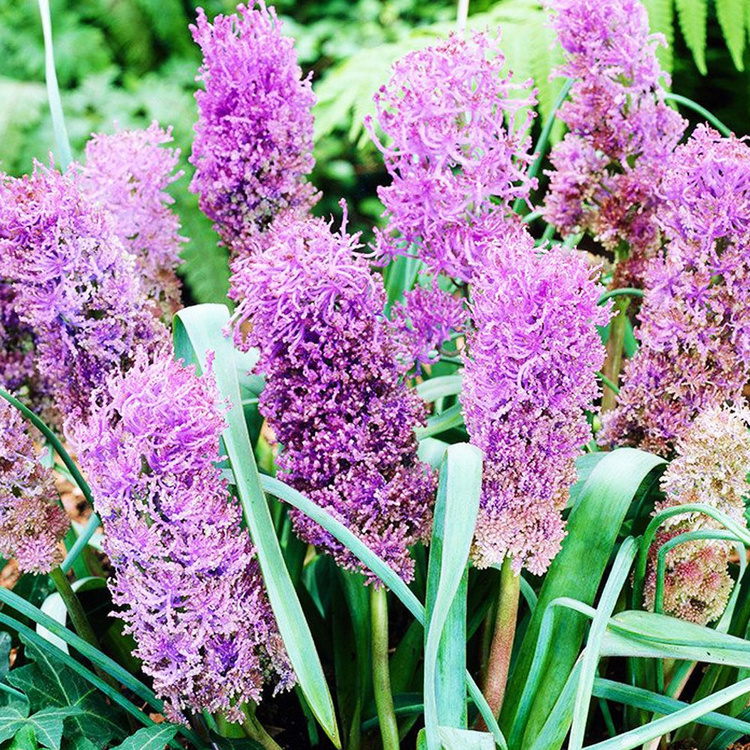 Traubenhyazinthe Muscari Comosum Plumosum 10 st.