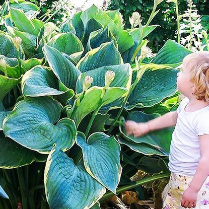 Funkie hosta Minke 1 st.