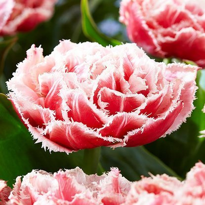 Crispa Gefüllte Tulpe Quensland 5 st.