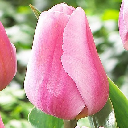 Triumph Tulpe Synadea Amor 5 st.