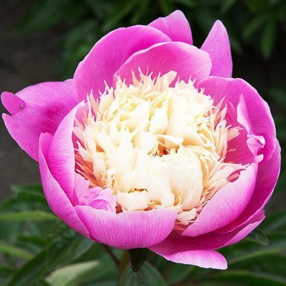 Pfingstrose Päonie Bowl of Beauty 1 st.