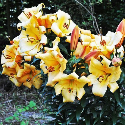 Tree Lilie Saltarello 1 st.