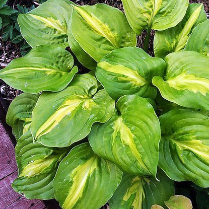Funkie hosta Mango Tango 1 st.