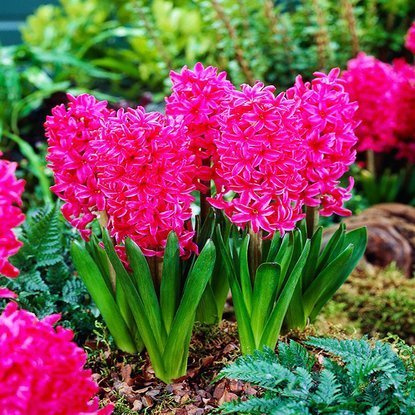 Präparierte Hyacinthus Vuurbaak 3 st.