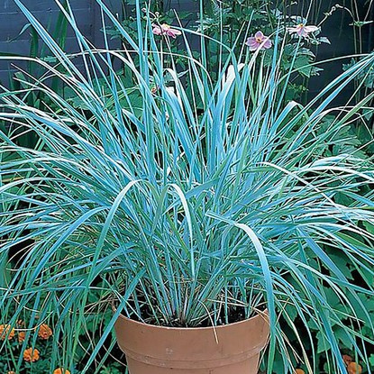 Strandroggen Leymus Arenarius 1 st.