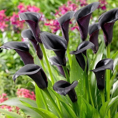 Calla Zantedeschie Schwarze 1 st.
