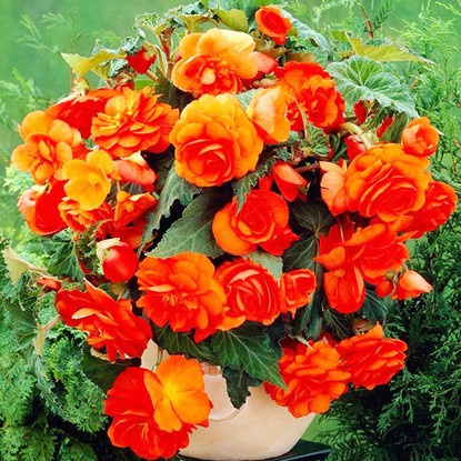 Hängen Begonie Orange 1 st.