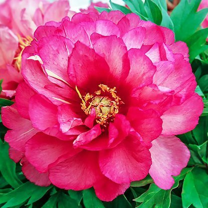 Pfingstrose ITOH Päonie Julia Rose  1 st.