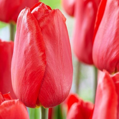 Triumph Tulpe Rote 5 st.